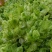 儿菜，四川特早儿菜，大量上市了精品儿菜，专业代办，基地供