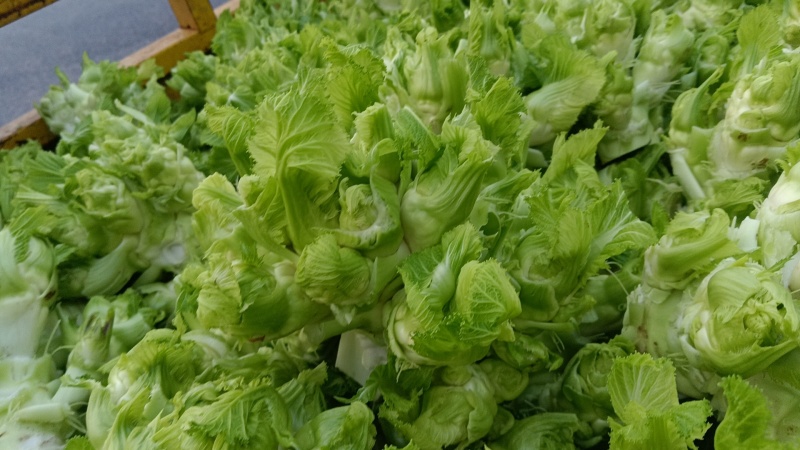 儿菜，四川特早儿菜，大量上市了精品儿菜，专业代办，基地供