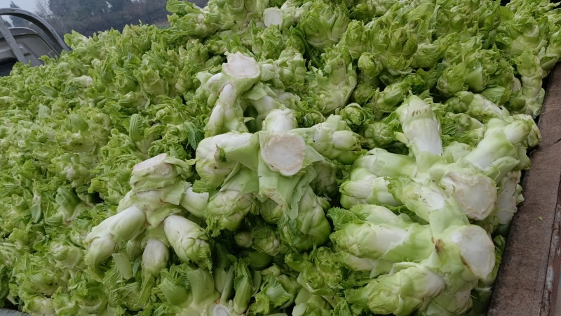 儿菜，四川特早儿菜，大量上市了精品儿菜，专业代办，基地供