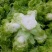 儿菜，四川特早儿菜，大量上市了精品儿菜，专业代办，基地供