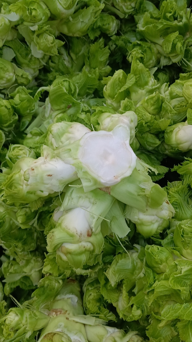 儿菜，四川特早儿菜，大量上市了精品儿菜，专业代办，基地供