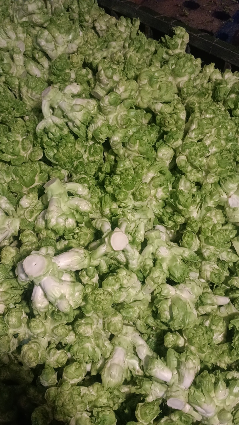 儿菜，四川特早儿菜，大量上市了精品儿菜，专业代办，基地供