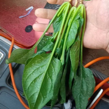 菠菜大量上市货源充足价格实惠全国发货