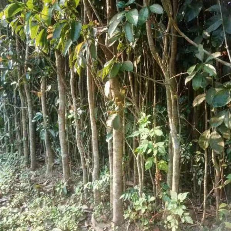 4万棵三年的桂花树出售首