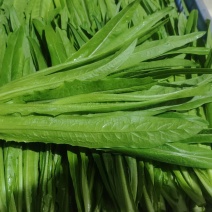 油麦菜对接批发电商一手货源价格实惠全国发货