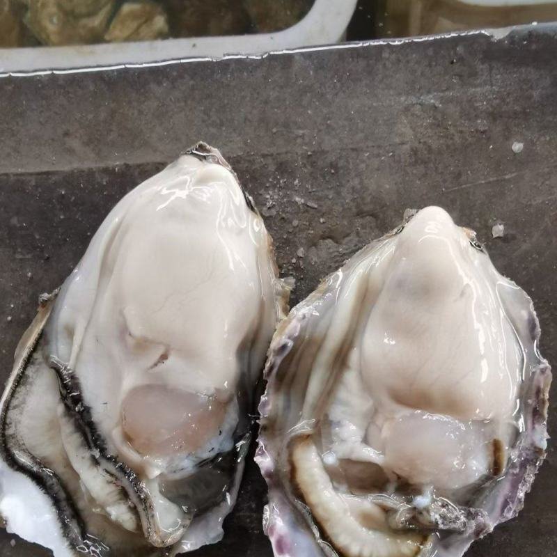 生蚝
