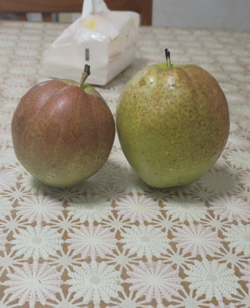 山东阳信媚梨（新梨七号），品质保证，价格优惠，产地直发
