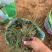 精品小兔子狼尾草优质小兔子狼尾草