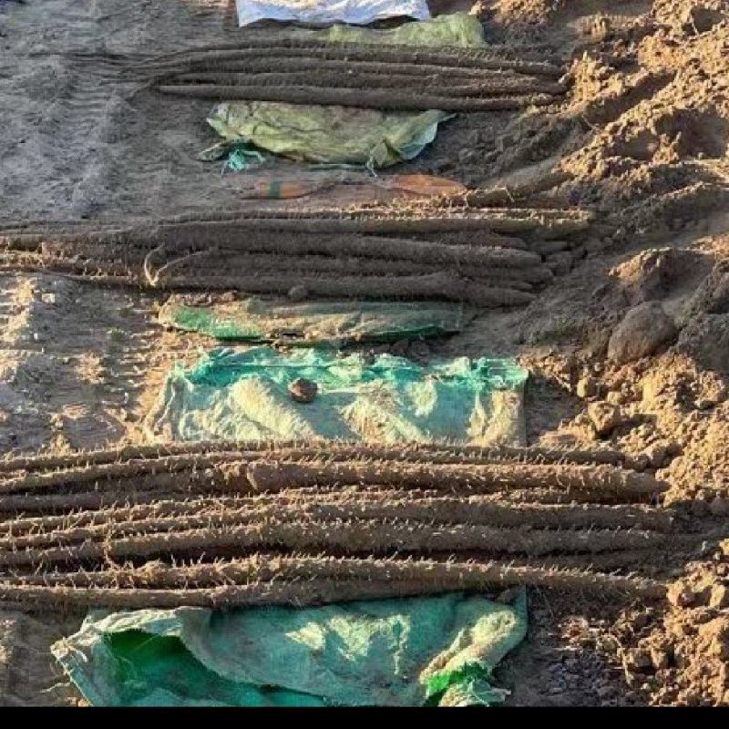 铁棍山药，挖好了，没有土，干干净净，毛毛钱，需要联系我