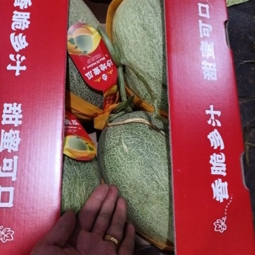 海南沙地密瓜