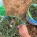 精品小兔子狼尾草优质小兔子狼尾草