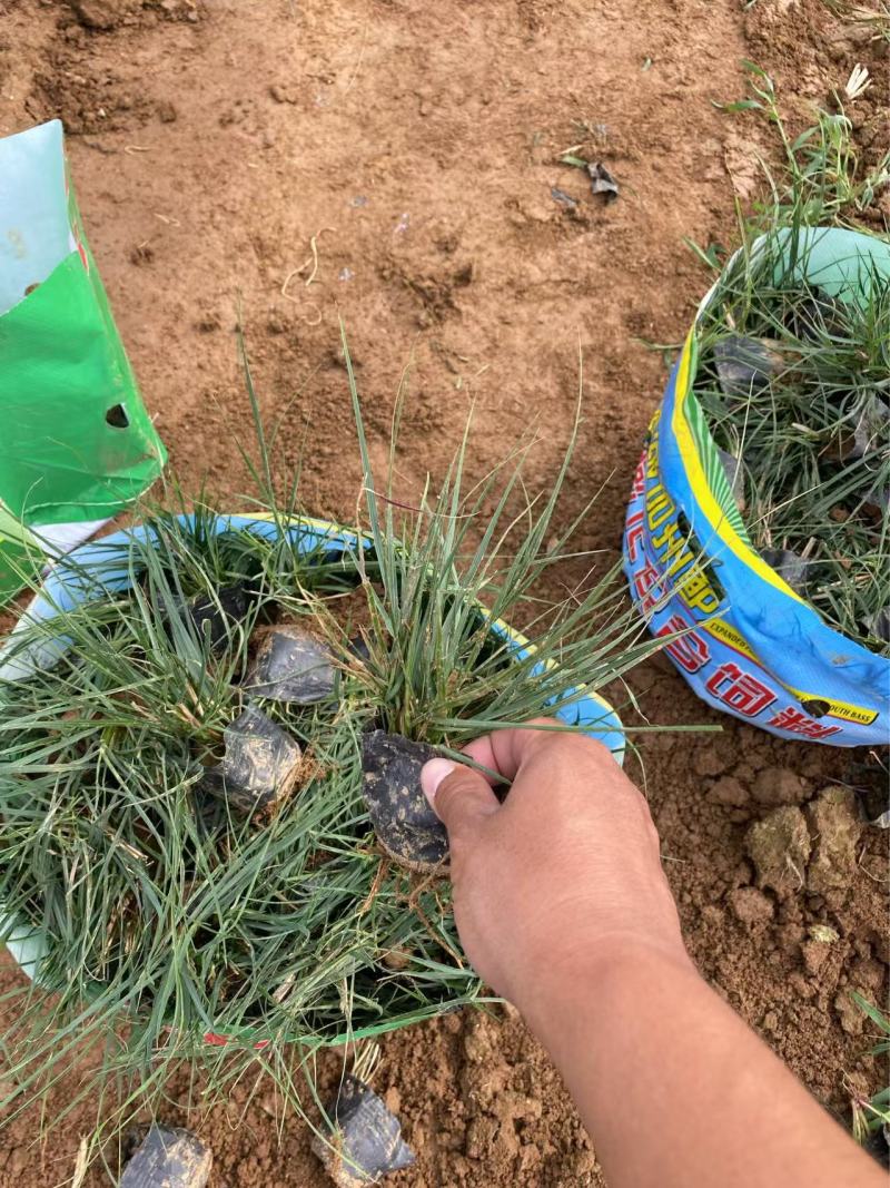 精品小兔子狼尾草优质小兔子狼尾草