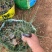 精品小兔子狼尾草优质小兔子狼尾草
