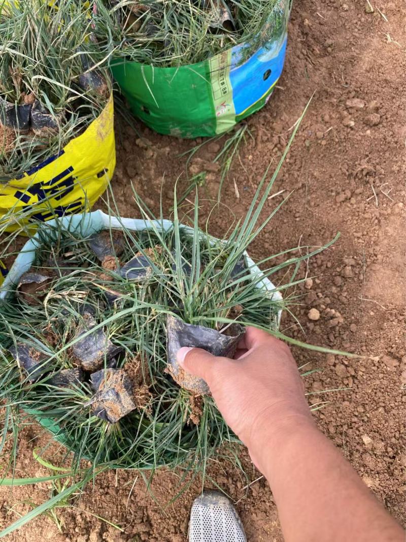 精品小兔子狼尾草优质小兔子狼尾草