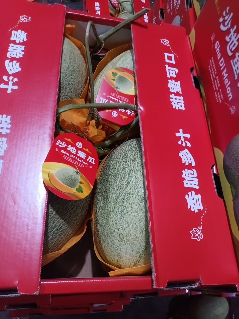 海南沙地密瓜