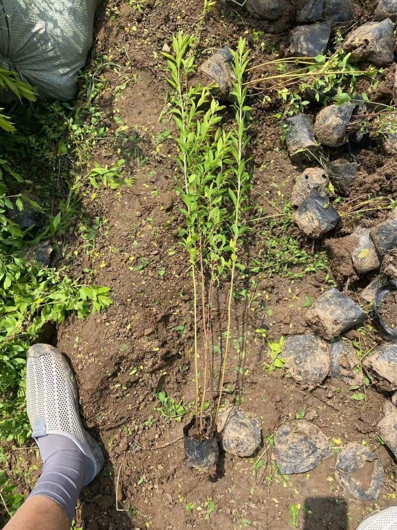 精品珍珠绣线菊优质珍珠绣线菊