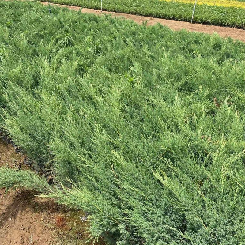 精品铺地柏优质铺地柏自产自销