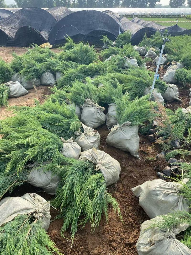 精品铺地柏优质铺地柏自产自销