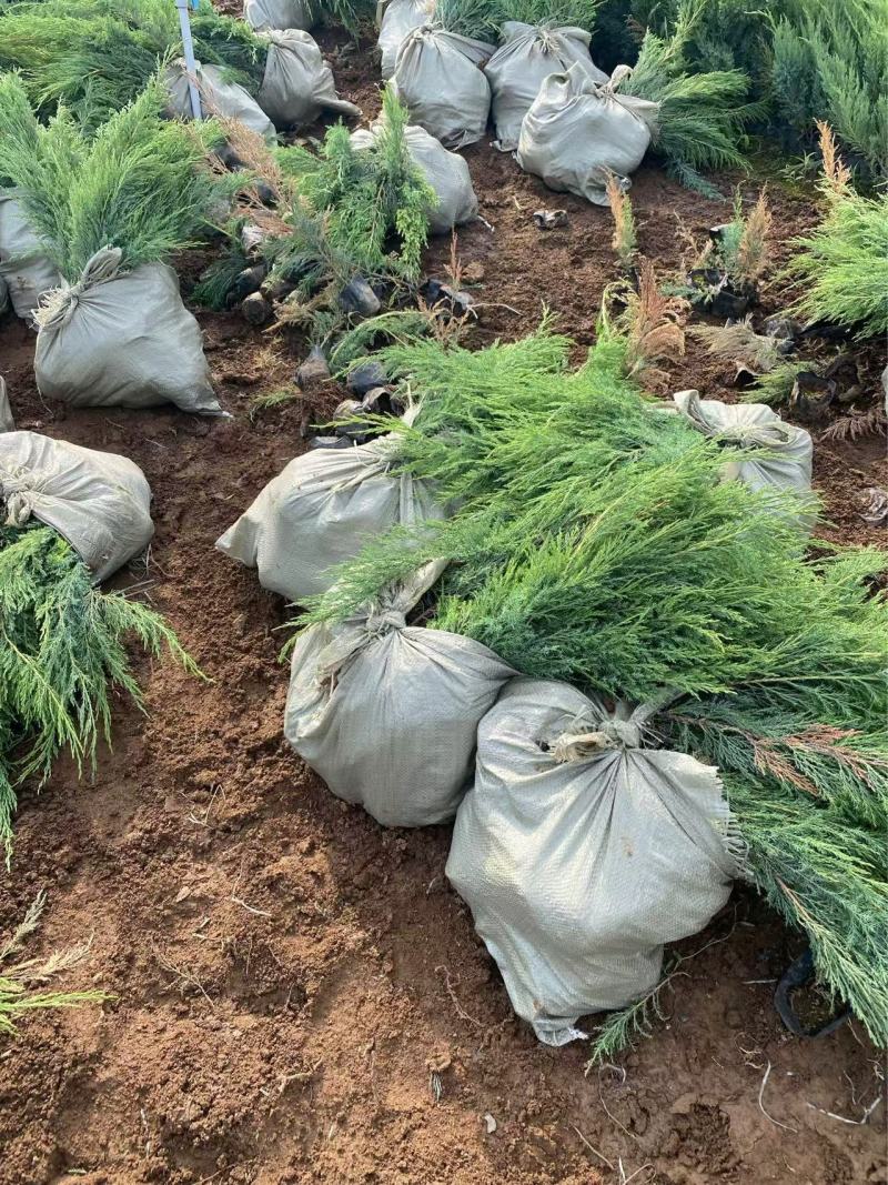 精品铺地柏优质铺地柏自产自销