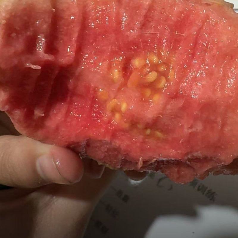 红心芭乐广东精品产地直销质量保证欢迎各位老板服务商联系