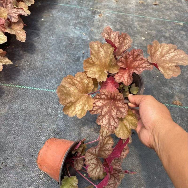 精品矾根优质矾根自产自销