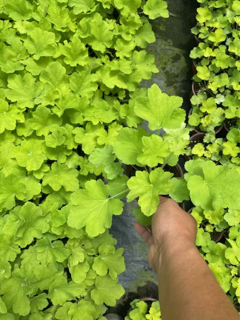 精品矾根优质矾根自产自销