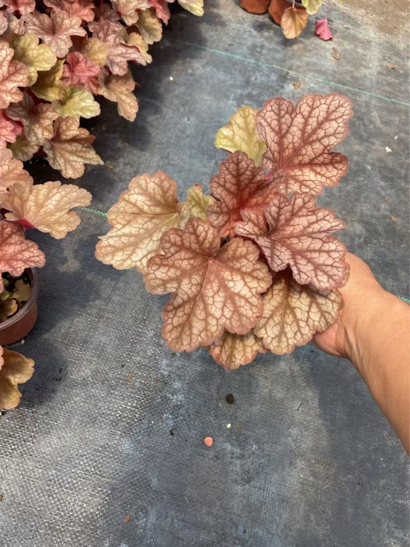 精品矾根优质矾根自产自销