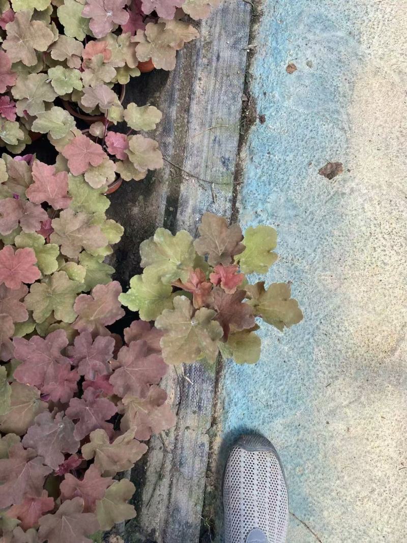 精品矾根优质矾根自产自销