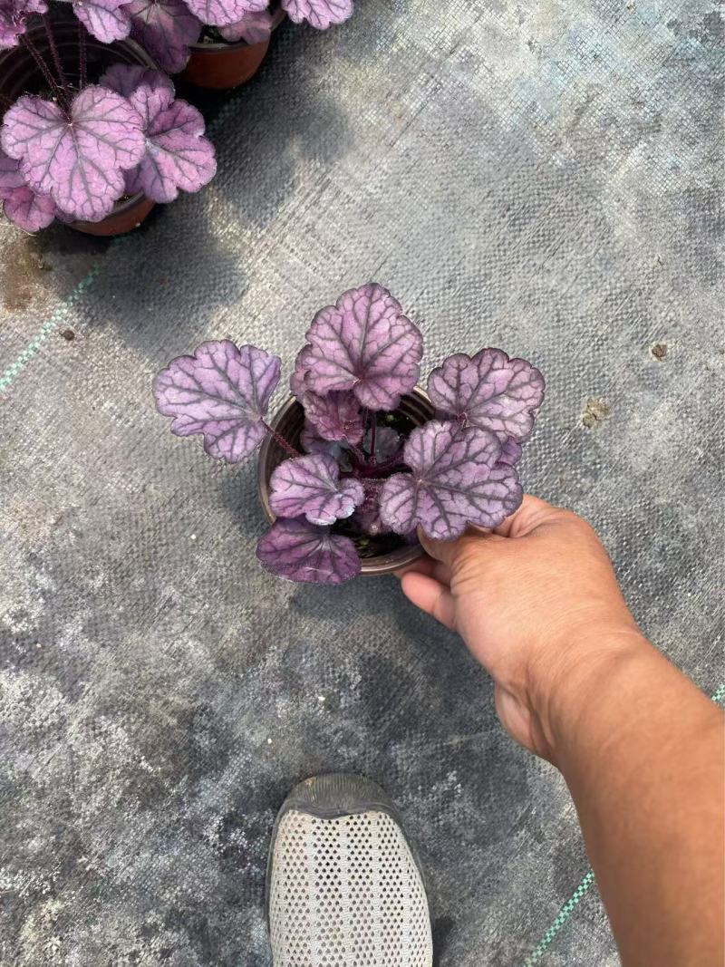 精品矾根优质矾根自产自销