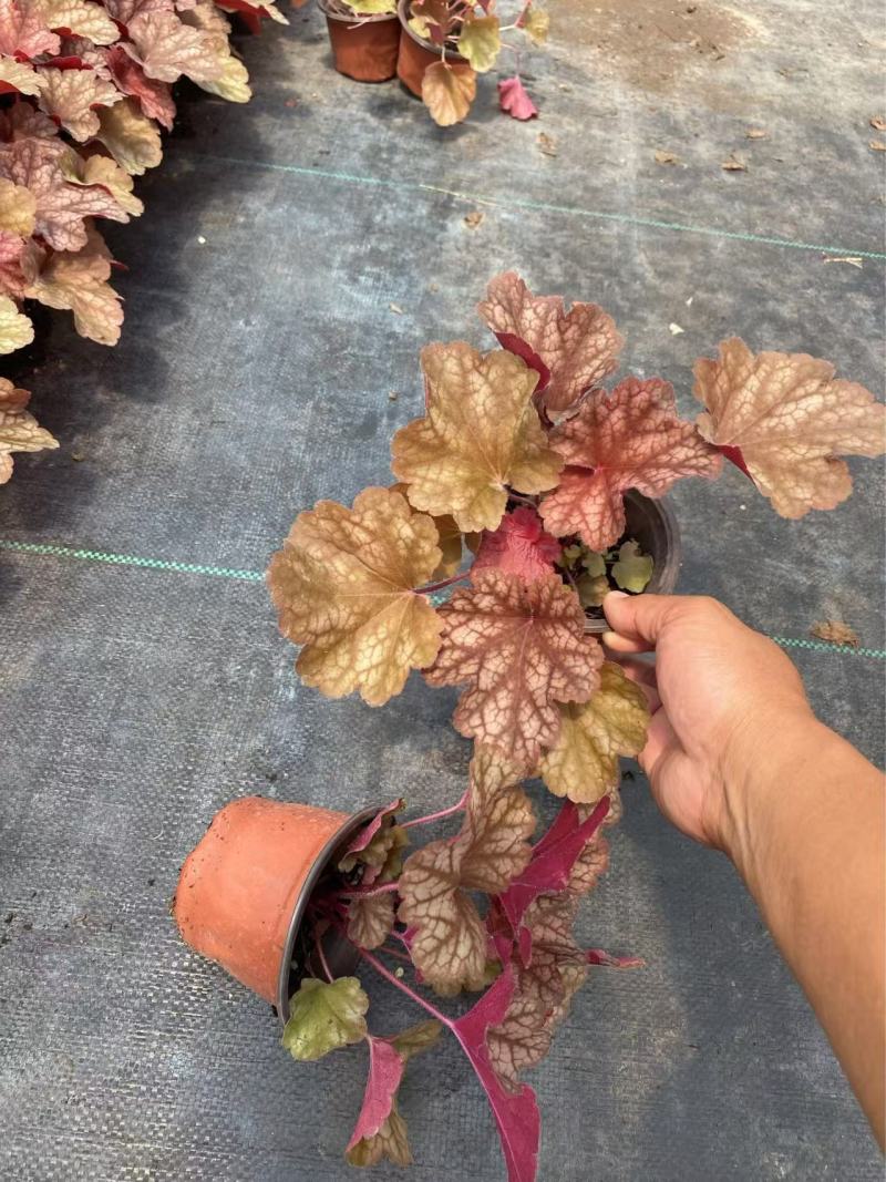 精品矾根优质矾根自产自销