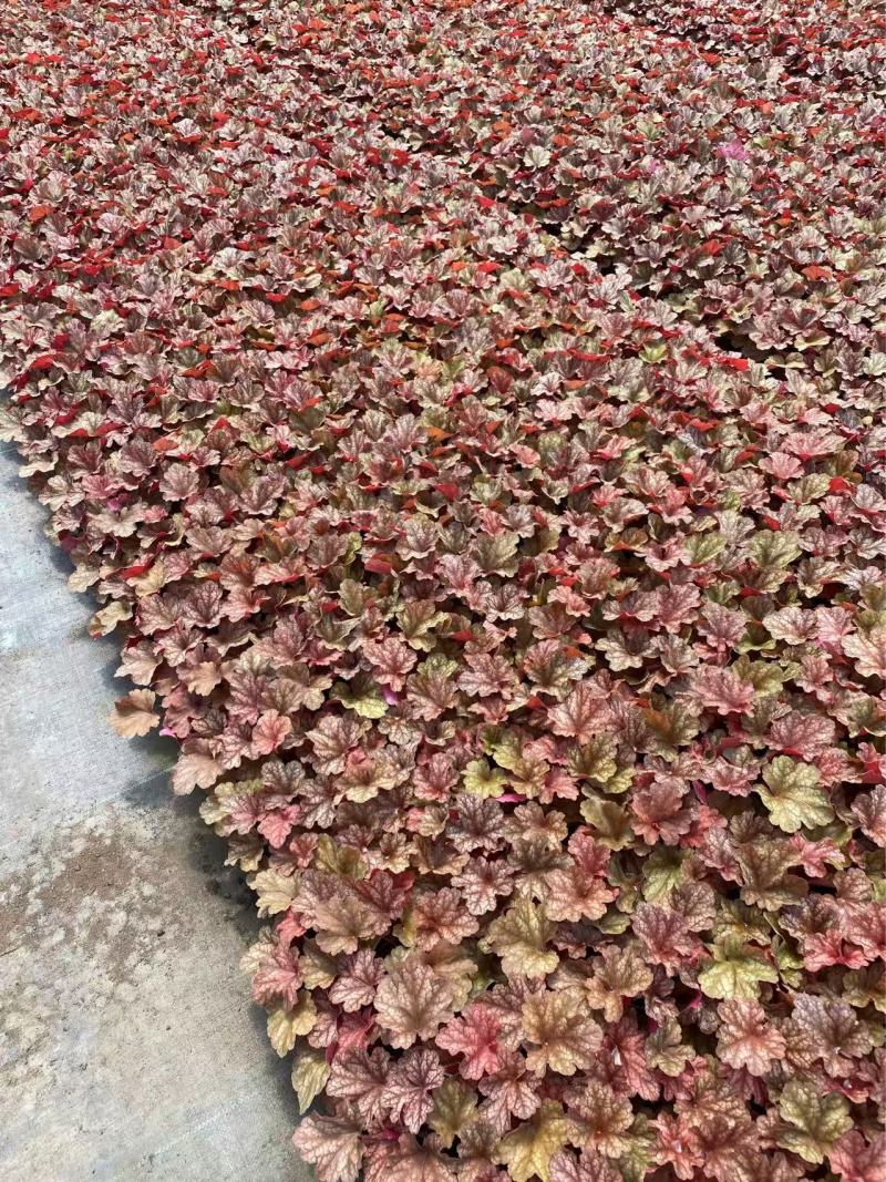 精品矾根优质矾根自产自销