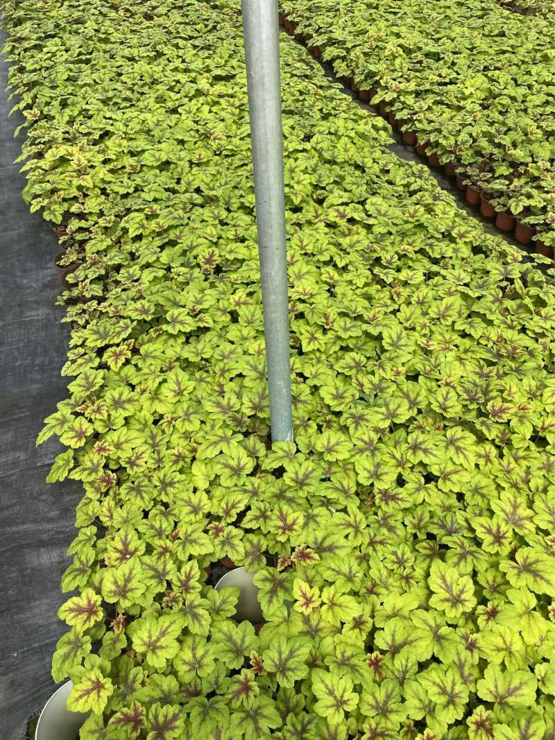 精品矾根优质矾根自产自销