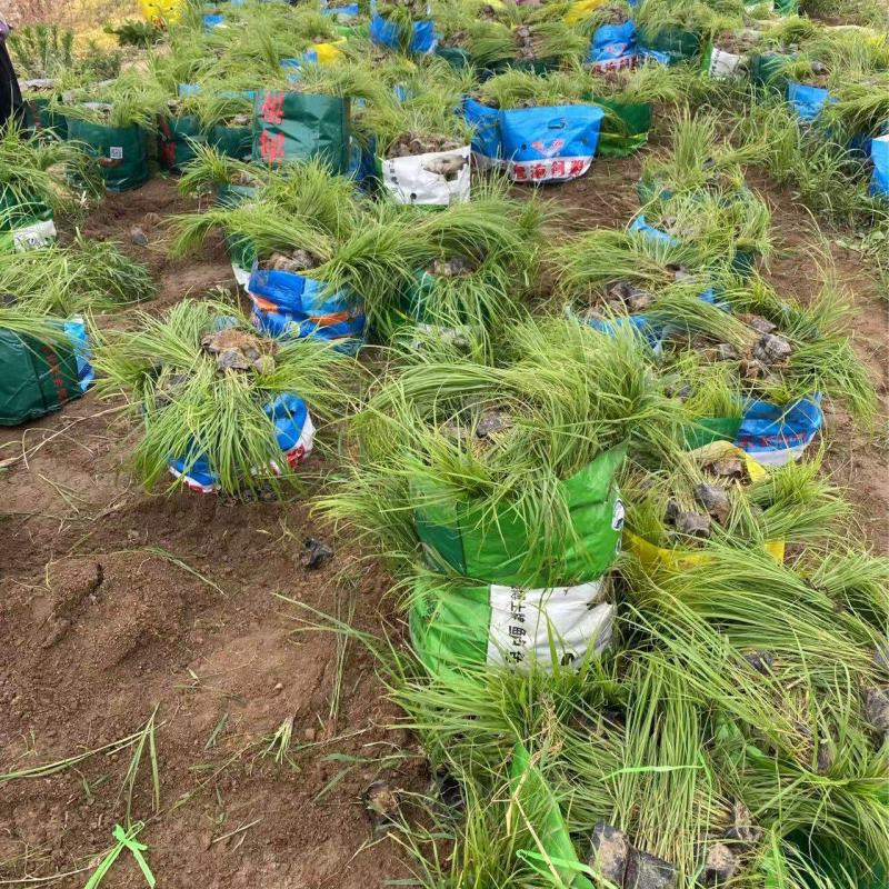 精品狼尾草优质狼尾草基地自产自销