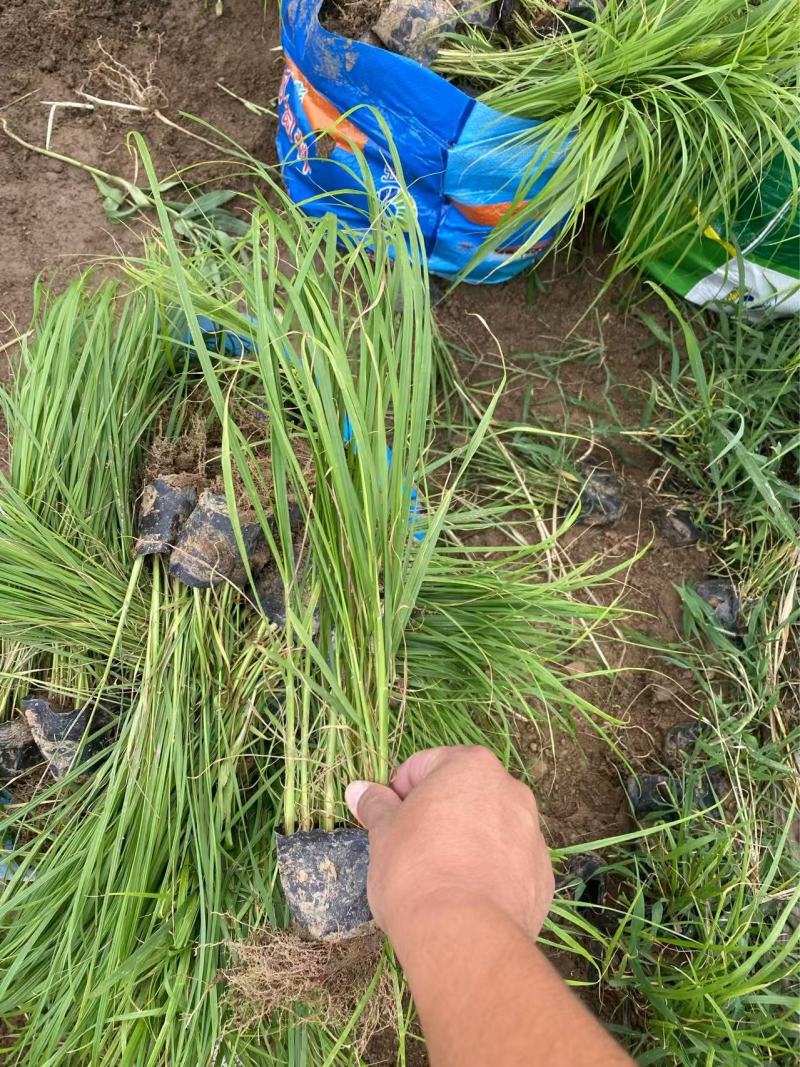 精品狼尾草优质狼尾草基地自产自销