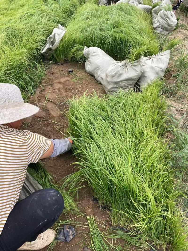精品羽绒狼尾草优质羽绒狼尾草自产自销