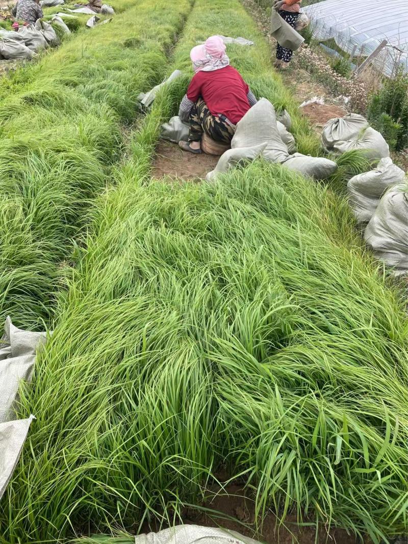 精品羽绒狼尾草优质羽绒狼尾草自产自销