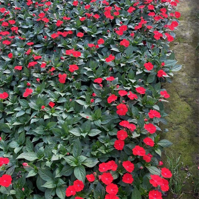 精品**凤仙花优质**凤仙花自产自销