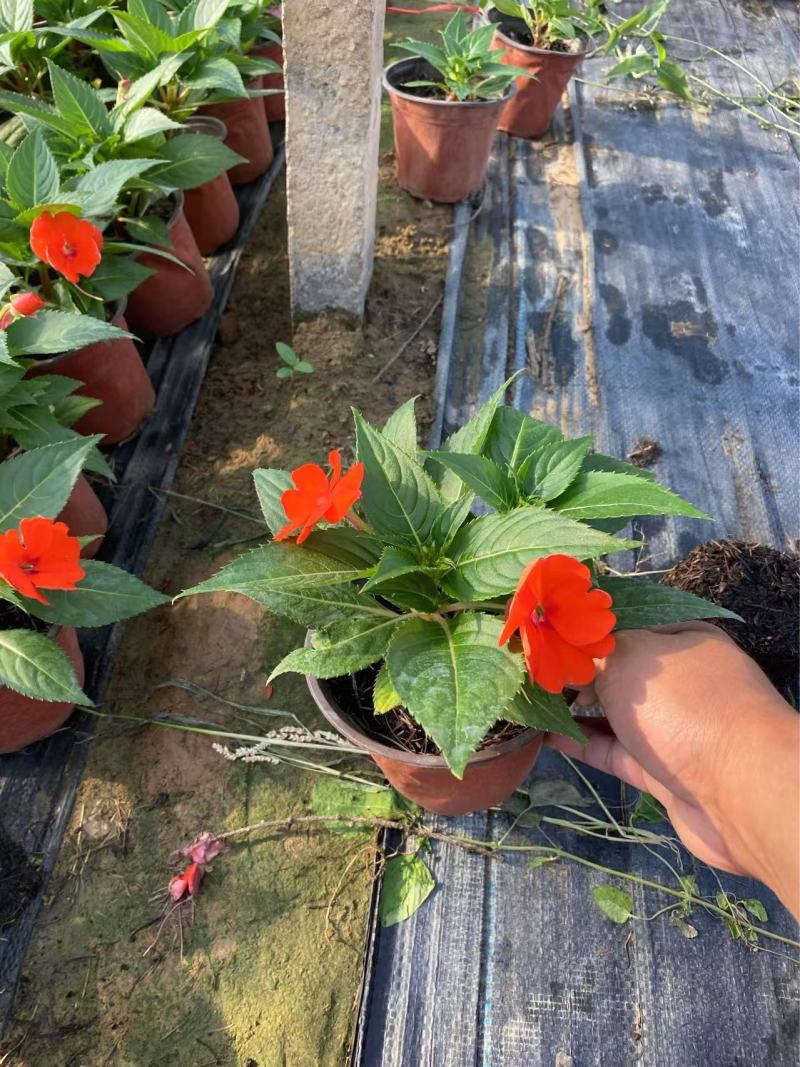 精品**凤仙花优质**凤仙花自产自销