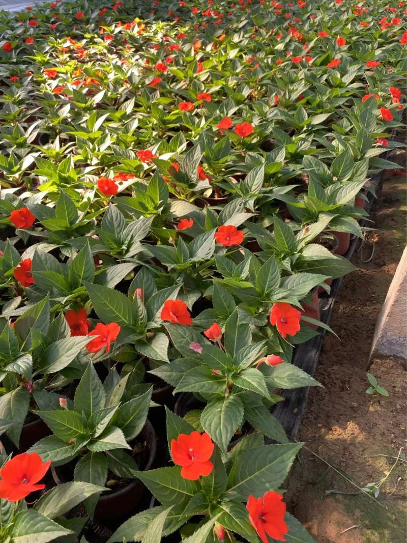 精品**凤仙花优质**凤仙花自产自销