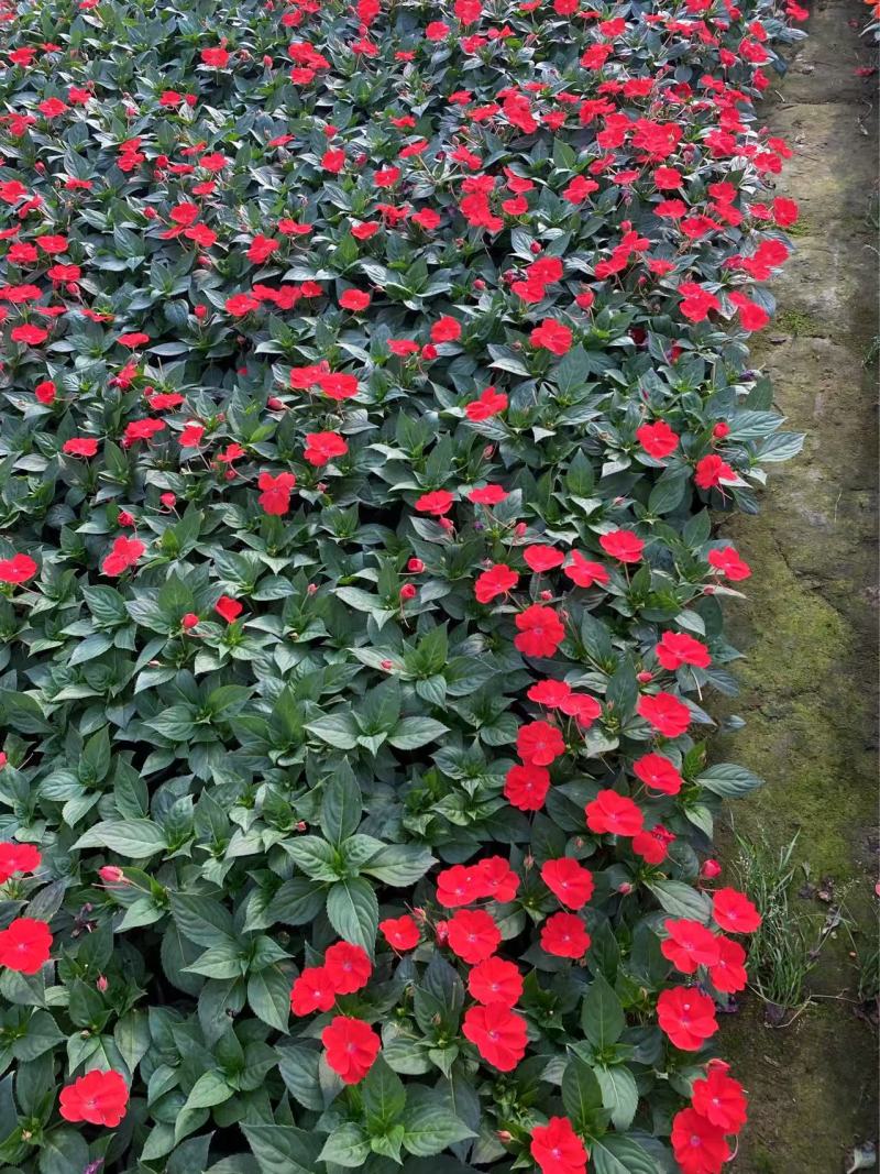 精品**凤仙花优质**凤仙花自产自销