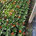 精品**凤仙花优质**凤仙花自产自销