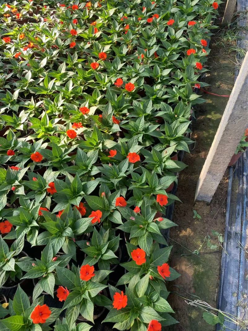 精品**凤仙花优质**凤仙花自产自销
