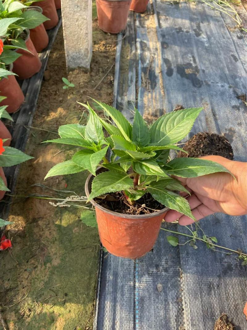 精品**凤仙花优质**凤仙花自产自销