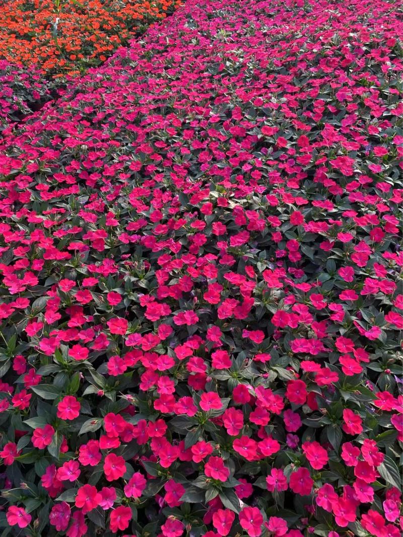精品**凤仙花优质**凤仙花自产自销