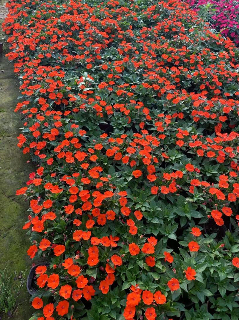 精品**凤仙花优质**凤仙花自产自销