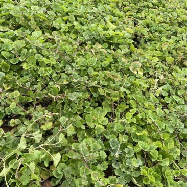 精品连钱草优质连钱草自产自销