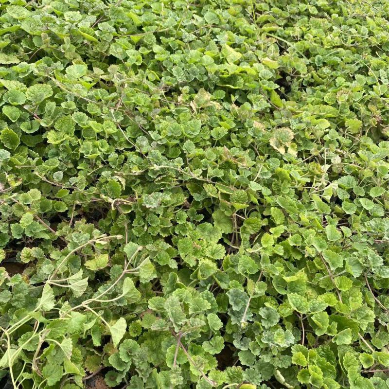 精品连钱草优质连钱草自产自销