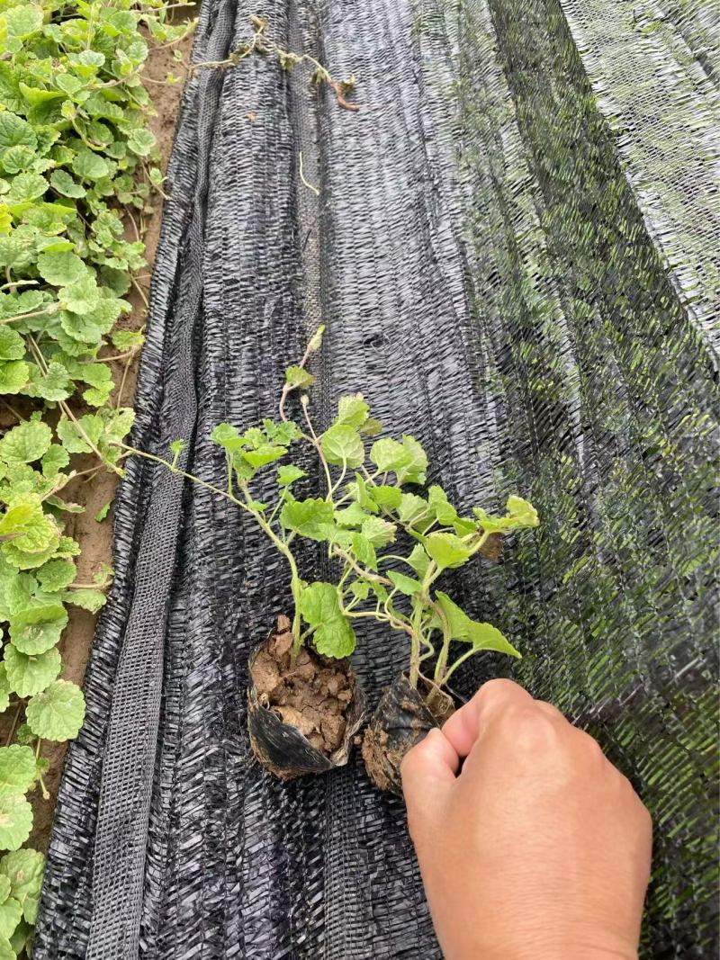精品连钱草优质连钱草自产自销