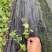 精品连钱草优质连钱草自产自销