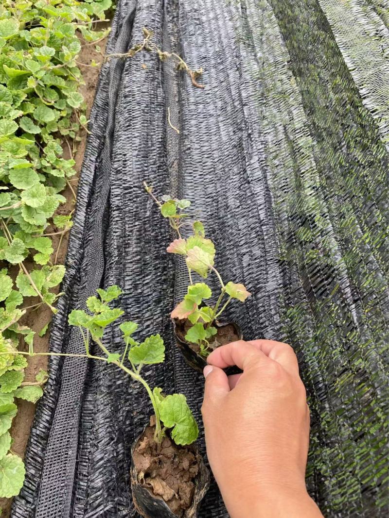 精品连钱草优质连钱草自产自销